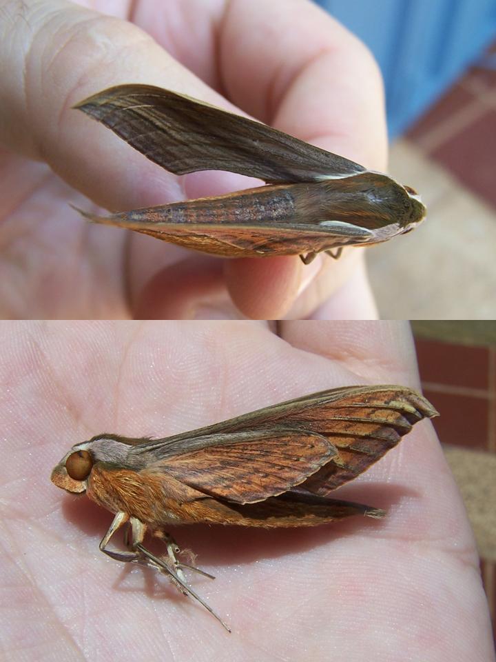 FIGURE 2f FIGURE 2f
